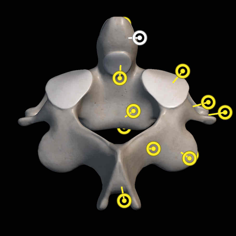 <p>Name this structure </p>
