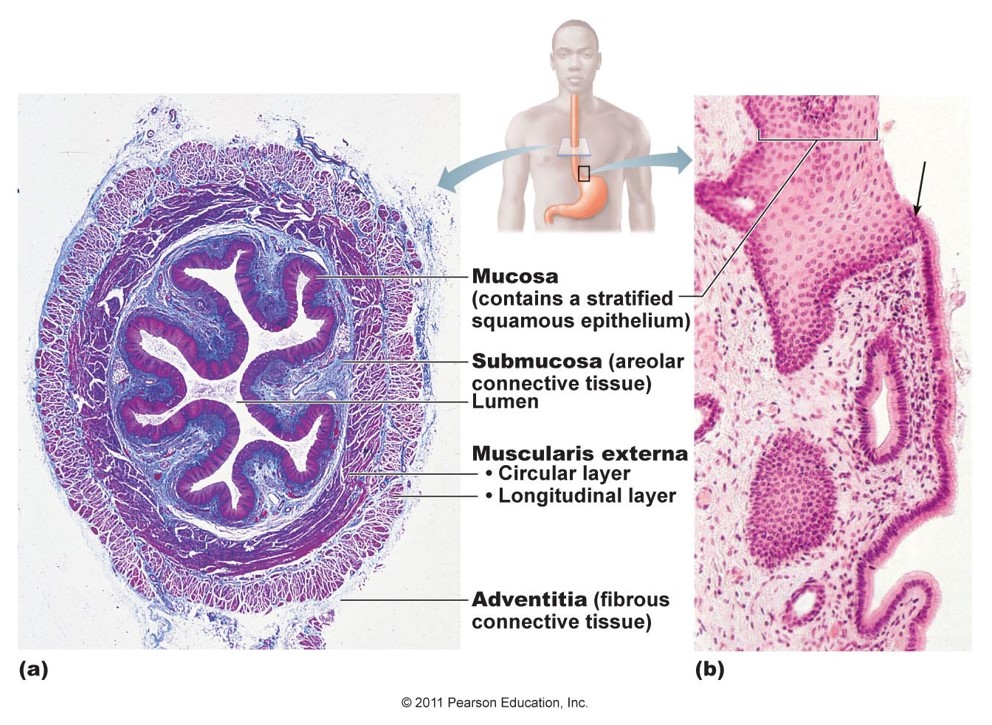 <p>Elastic folds, stretchy, muscular</p><p>-Mucosa</p><p>-Submucosa(CT)</p><p>-Muscularis: circular &amp; longitudinal</p><p>-ADVENTITIA (CT)</p><p>No digestion or absorption, only peristalsis</p><p>(Stratified squamous epithelial lining)</p>