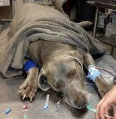 <p>1. blood panels (CBC/chem)</p><p>2. blood pressure and ECG</p><p>3. stabilize patient (hypovolemic shock-fluids; +/- blood transfusions)* DO FIRST</p><p>4. imaging</p><p>5. +/- sampling</p>