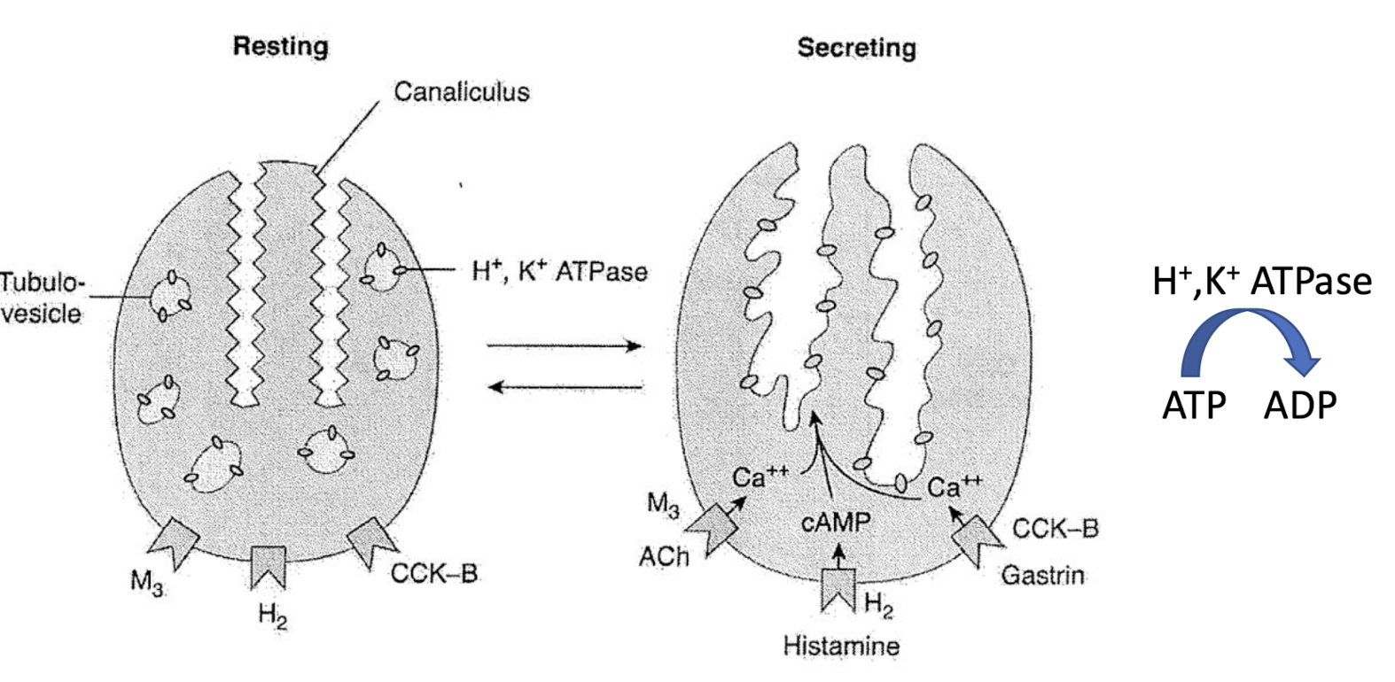 <ul><li><p><strong>Proton-pump inhibitor (omeprazole/lansoprazole)</strong></p></li><li><p><strong>Clarithromycin</strong></p></li><li><p><strong>Amoxicillin</strong></p></li></ul><p></p>