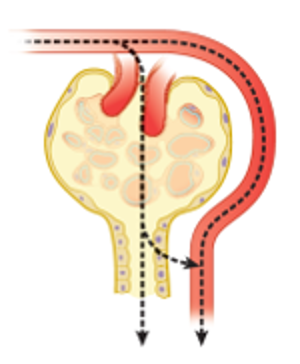 Substance filtered and then reabsorbed:

• Plasma Clearance  **is less than GFR.**

• Water, salts, sugars, amino acids, phosphate, etc.