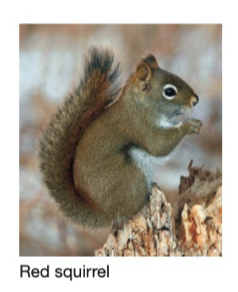 EX: interaction affects coevolution -  The Limber pine has specialized cones that reduce depredation by squirrels, but these cones are less favorable for the Clark’s nutcracker, a bird species that disperses the plant’s seeds