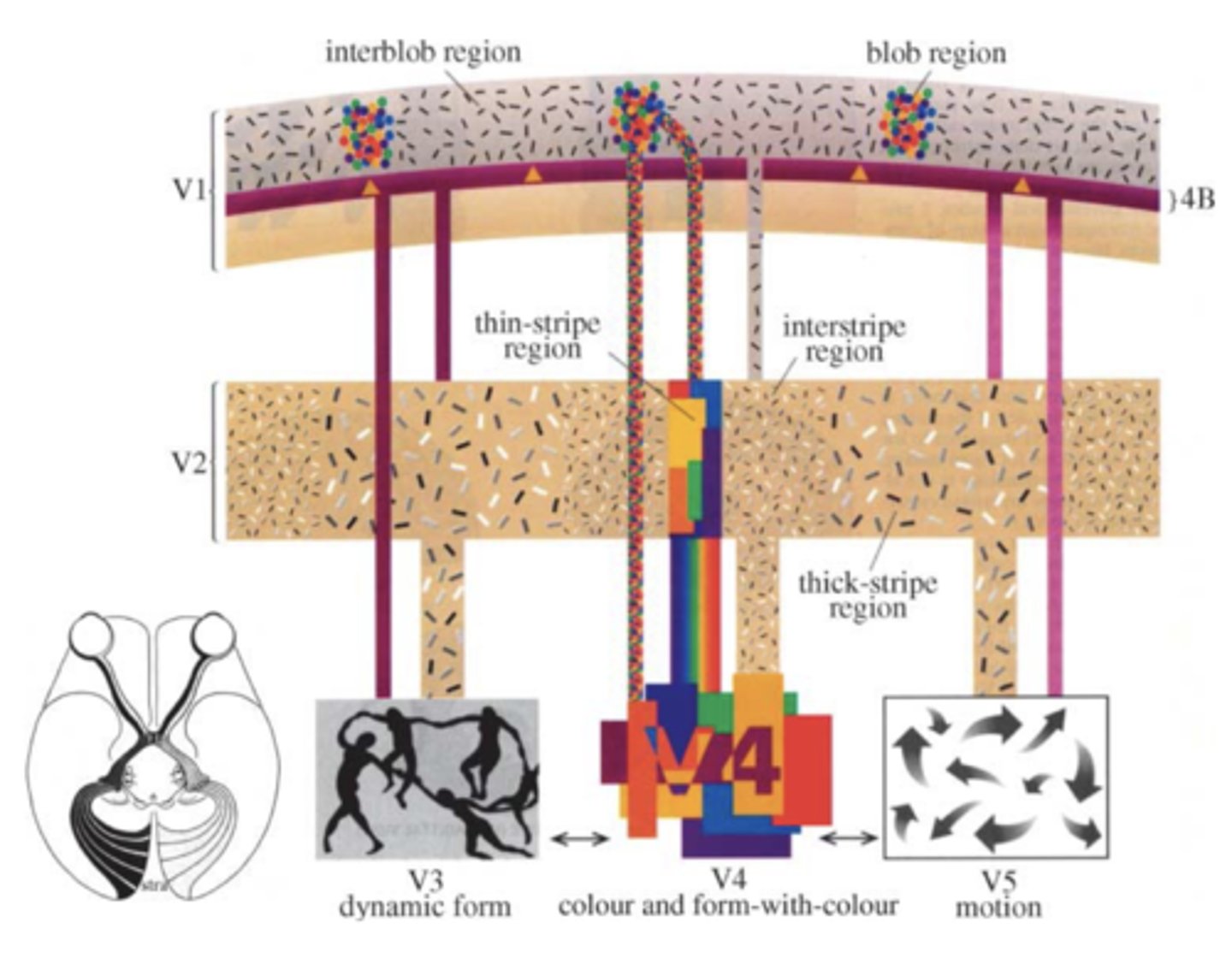 <p>- Neurons in extrastriate cortex signal 'global' properties of visual scenes and objects, rather than ' component' properties.</p>