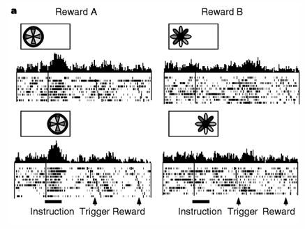 <p>ziet al activiteit zodra figuurtje wordt aangeboden, die activitiet helemaal neit afhankelijk van de beweging </p><p>in 1 neuron precies zelfde activiteit </p><p></p><p>andere figuur » geen activatie </p><p></p><p>geeft dus aan dat deze neuron speccifiek houdt van de beloning die een bepaalt figuur voorspelt </p>