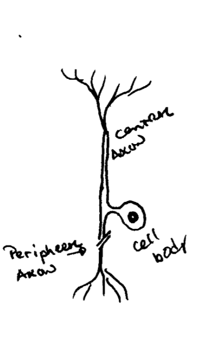 <ul><li><p>one neurites comes from the cell body</p></li><li><p>Starts off as bipolar; after maturation cell body goes into dorsal root ganglion</p></li><li><p><strong>SENSORY NERVE</strong></p></li></ul>
