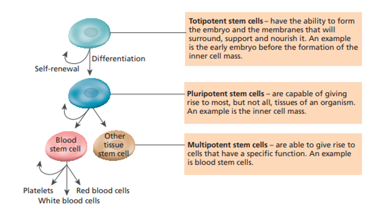 <p>•Have the potential to become any cells/a complete new organism</p><p>•Occur in embryos (first month of development before the baby becomes a fetus)</p><p>•Then change into <strong>blastocyst</strong> which is a ball of cells with hollow outer layer (becomes placenta) with an inner mass (becomes fetus)</p>