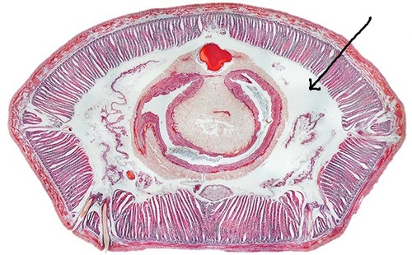 <p>Derived from mesoderm, so only triploblastic animals can have it; Cushions internal organs; Allows internal organs to grow and move independently of each other</p>