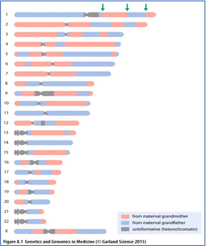 <p>What affects the chance 2 loci are inherited together:</p><ul><li><p>distance between two loci (further = random)</p></li><li><p>Recombination frequency (some regions are higher)</p></li></ul><p>Consequence = siblings have different proportions of DNA from each grandparent</p><p></p>