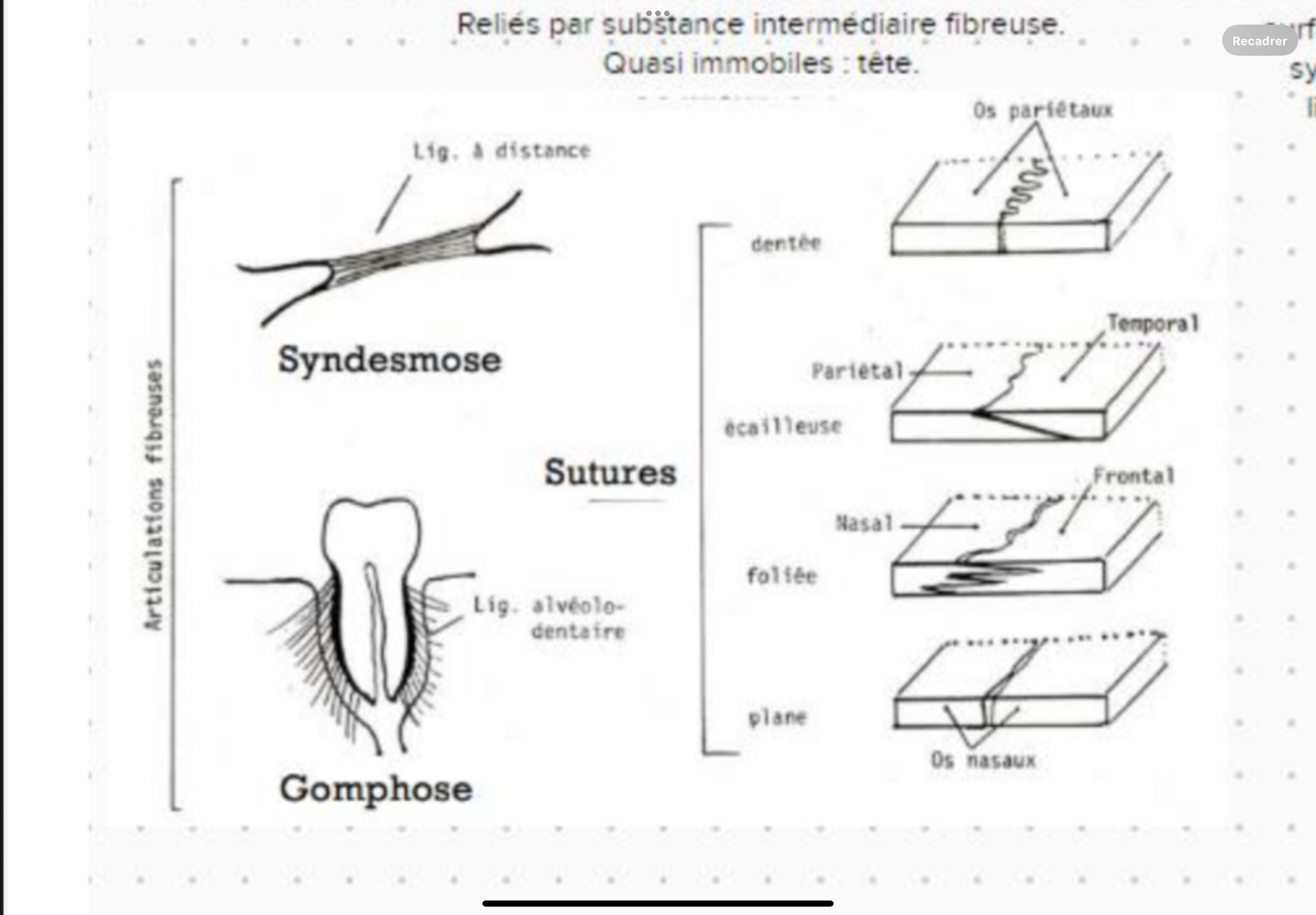 <p>Reliés par substance intermédiaire fibreuse. </p><p>Quasi immobiles : tête</p><p></p><p></p>
