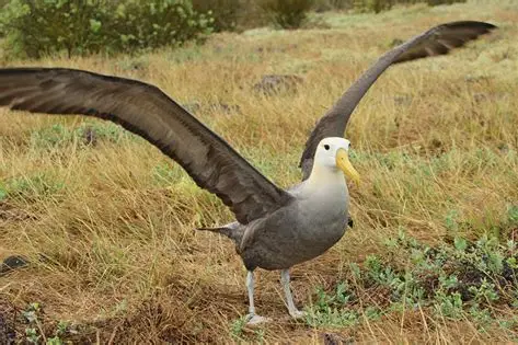 <p>Waved Albatross </p><p>critically endangered </p><p>endemic species - about 12,000 pairs nest on Espanola </p><p>wingspan over two meters </p><p>Behaviors - </p><ul><li><p>mate for life</p></li><li><p>spend months away from Galapagos (Espanola), return in March at beginning of breeding season </p></li><li><p>most eggs laid at the beginning of May </p></li><li><p>hatchlings feed on oily liquid consisting of digested fish and squid (part of parent’s stomach), they eat up to 2 kg of this oily substance </p></li><li><p>chicks leave the island and spend next few years at sea, then in 4th or 5th year, return to seek a mate</p></li><li><p>Courtship reaches peak around October, revolves around a complex mating dance </p><ul><li><p>the pair faces each other and each one’s bill circles the other, often making a clacking sound, then bowing occurs, and male will stick its bill straight upwards and make a high pitched “whoo-oo” sound, then more bowing and bill-clacking begins </p></li><li><p>another part of the dance, both birds open their bills in a gaping fashion, then bill is snapped shut, making a “cluck” sound </p></li><li><p>then a sway-walk, a highly exaggerated rocking back and forth while walking to a different location, then one of the pair begins a “forward bobbing” movement that indicates ownership of that particular location </p></li></ul></li></ul><p></p>
