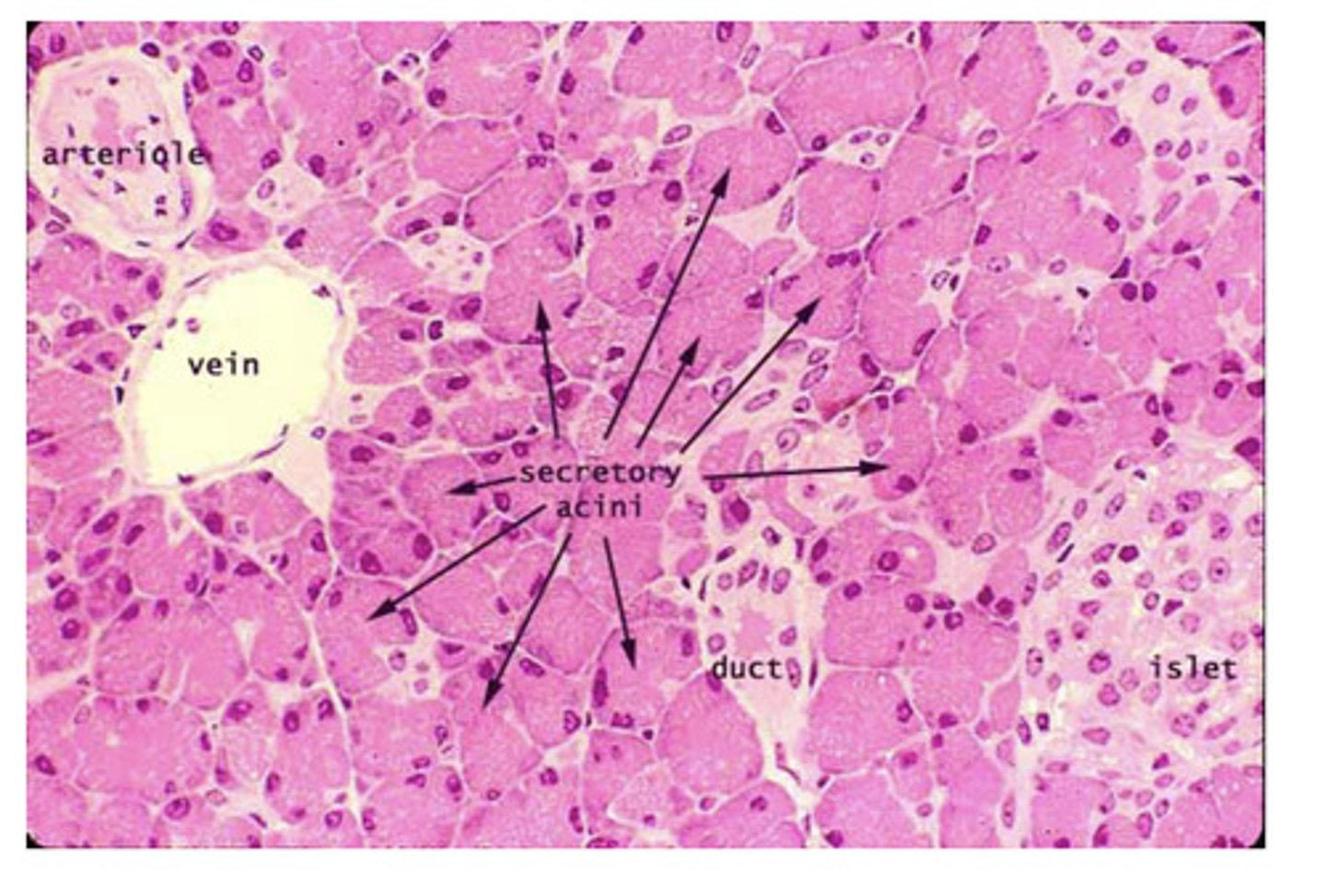 <p>pancreatic acini</p><p>pancreatic islets</p>