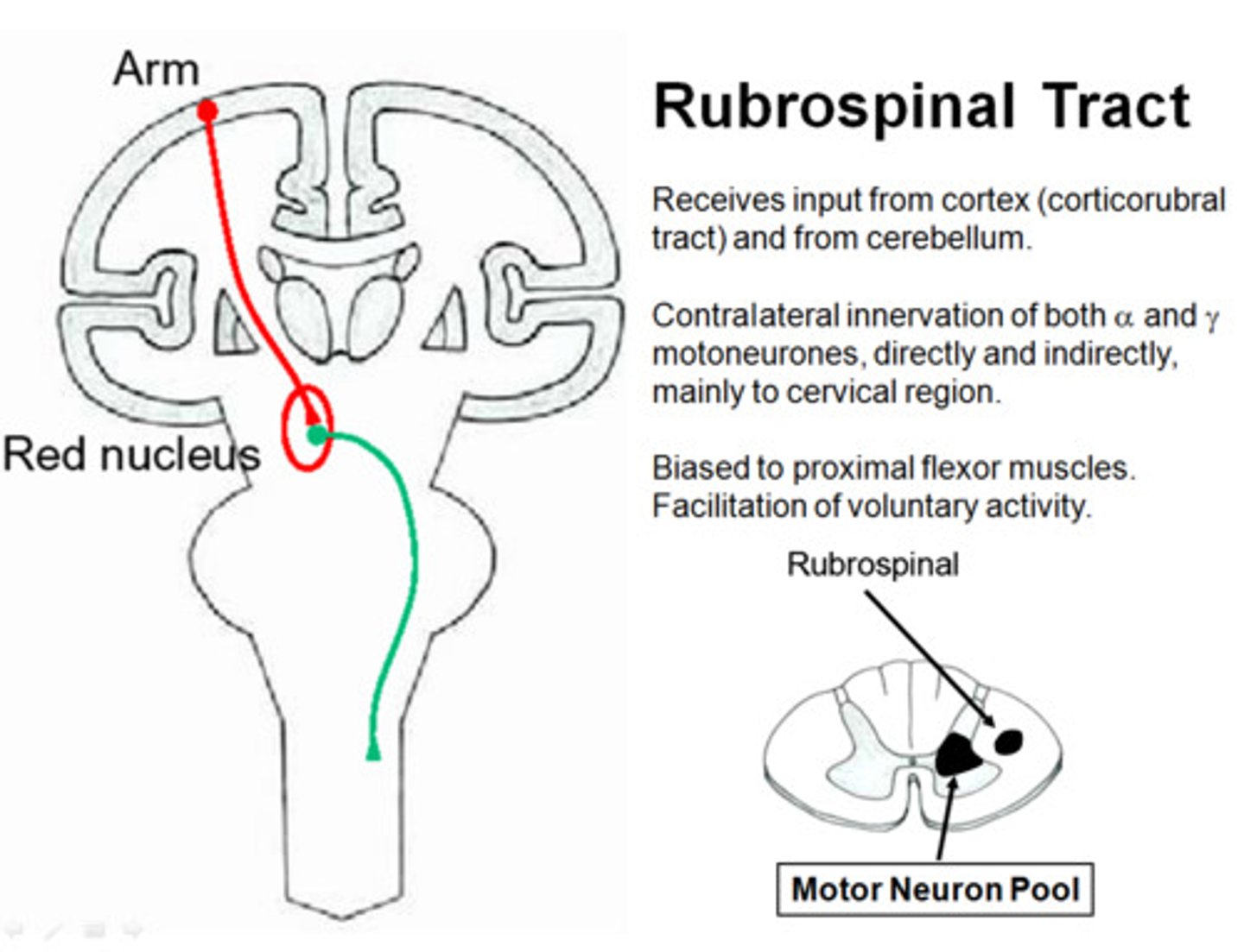<p>From the red nucleus to the spinal cord</p>