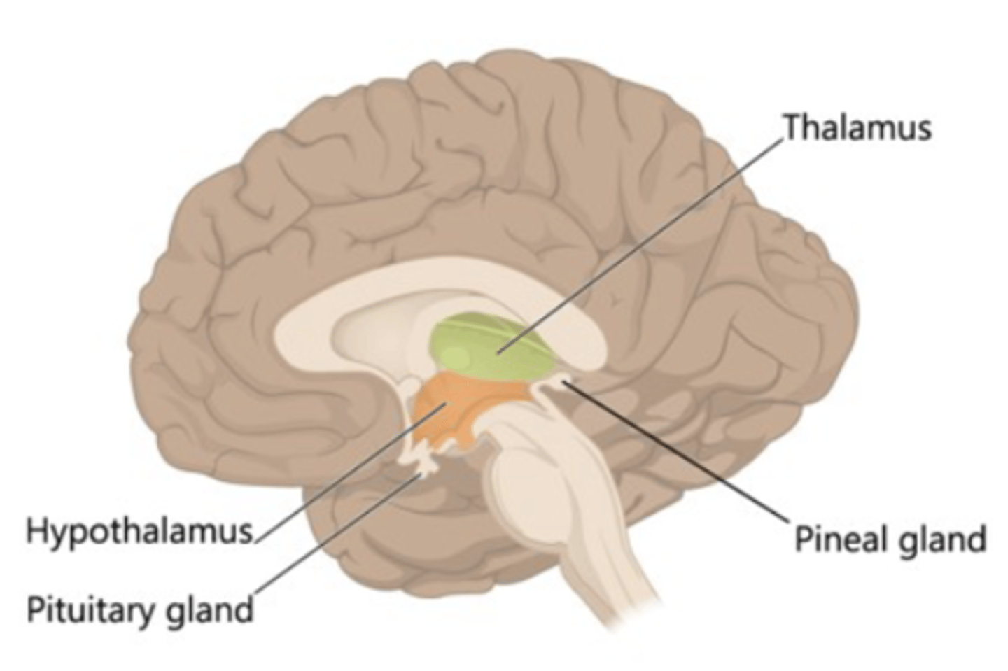 <p>1. Thalamus: Major sensory relay Centre. Receives input from sensory nerves and projects to the primary sensory areas of the cerebral cortex. All sensory information is relayed through the thalamus except olfaction. Also participates in motor and memory circuits.</p><p>2. Hypothalamus: Critical homeostatic functions. Regulates autonomic and endocrine systems.</p>