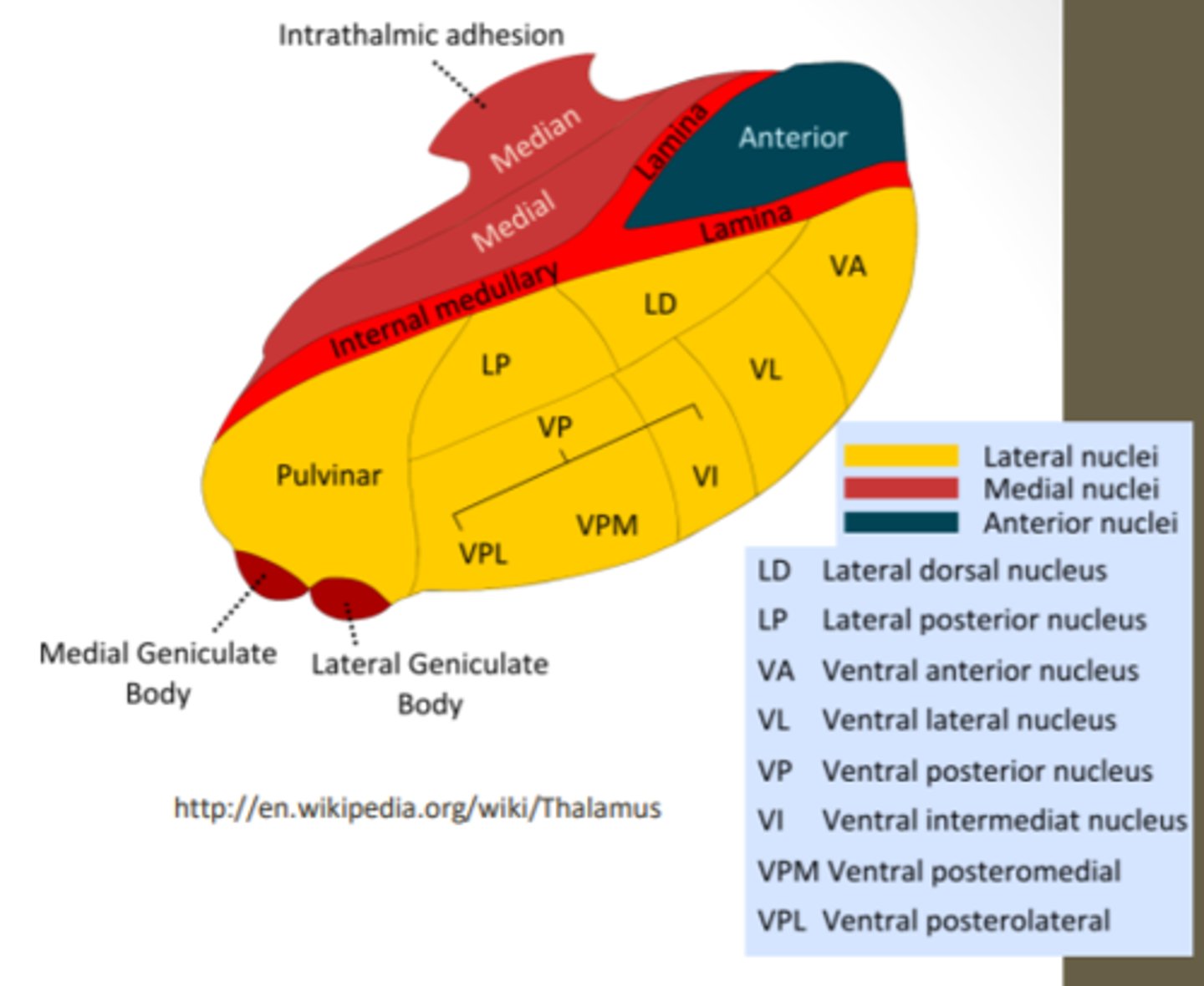 <p>found in the lateral division of the thalamus and functions with somatosensory relay for the body</p><p>-DCML and spinothalamic</p>
