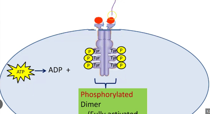 <p>A class of enzyme-linked receptors found in humans and other species.</p>