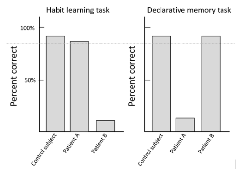 <ul><li><p>Patients with damage to the medial temporal lobes show deficits in a declarative memory task, but not a habit learning task: Patient A.</p></li></ul><ul><li><p>Parkinson’s patients exhibit the opposite deficits: Patient B (damage to the basal ganglia)</p></li></ul><p></p>