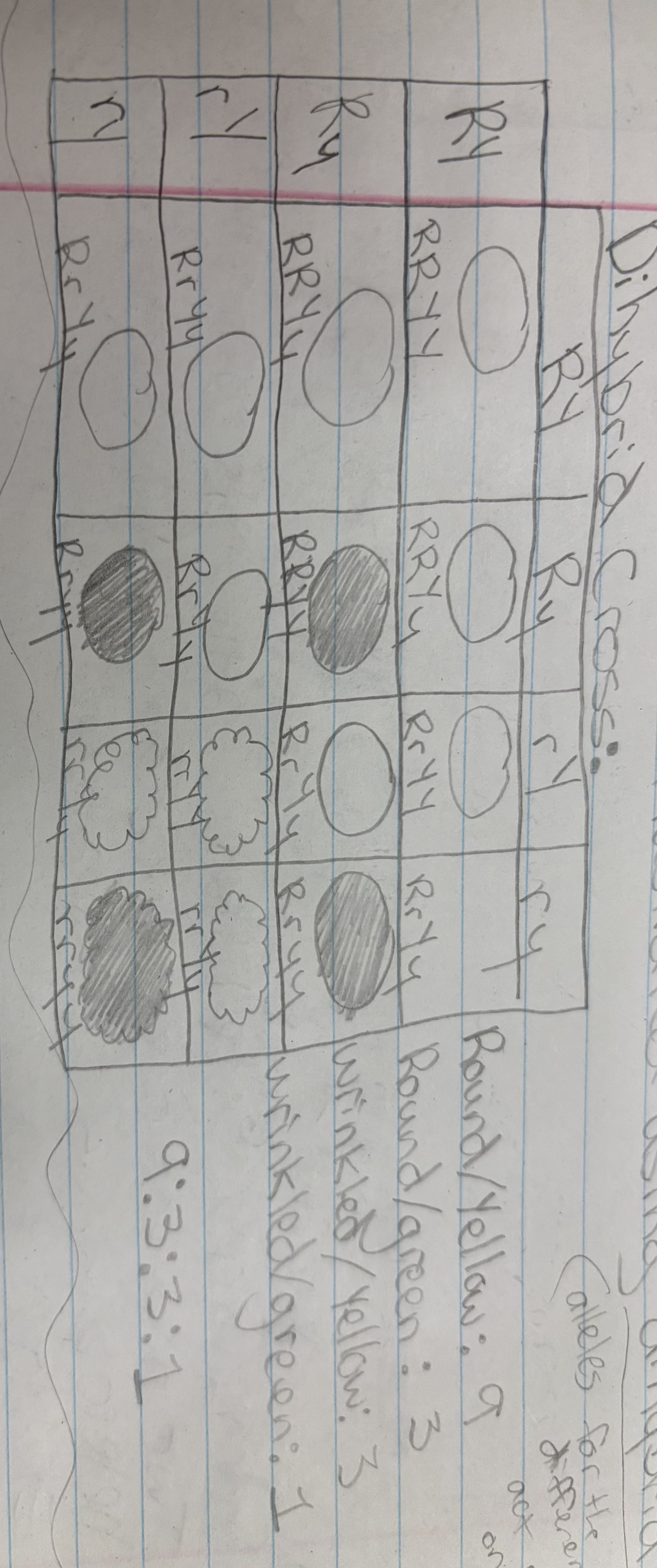 <p>Alleles for different traits are distributed to sex cells (and offspring) independently of one another. This law can be illustrated using dihybrid crosses. Alleles for the different traits act completely on their own. Traits on separate chromosomes jumble up separately.</p>