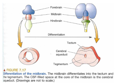 <p><span style="color: rgb(0, 0, 0);"><span>The CSF-filled cerebral aqueduct connects rostrally (towards head) with the third</span></span><span style="color: rgb(0, 0, 0);"><br></span><span style="color: rgb(0, 0, 0);"><span>ventricle and caudally (towards tail) with the 4th ventricle.</span></span></p>