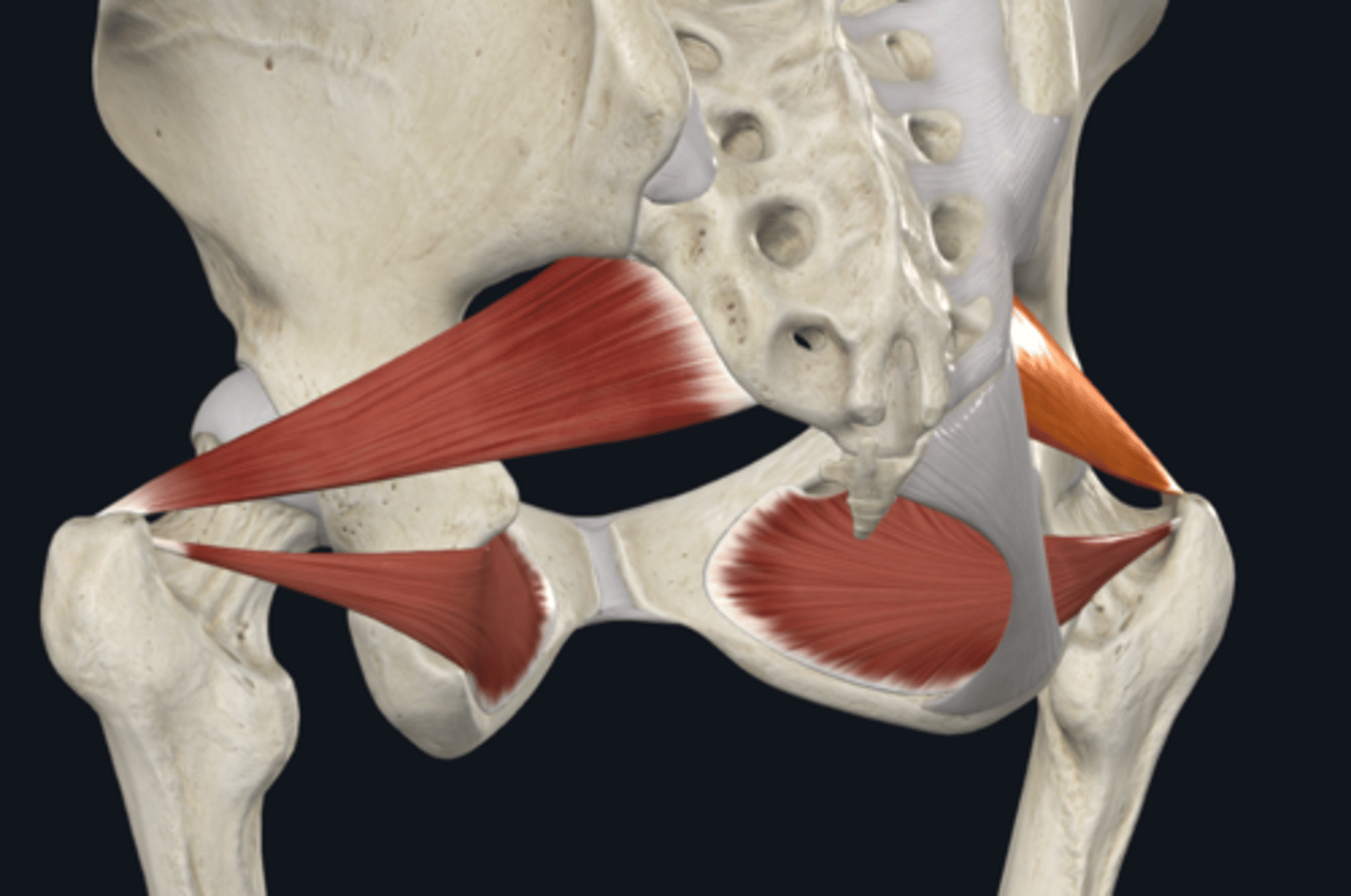 <p>What is the posterior wall of the pelvis? (4)</p>