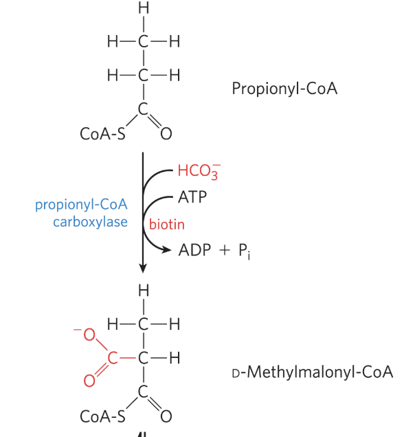 <ul><li><p>catalyzed by<strong> proprionyl-CoA carboxylase</strong>, which contains cofactor biotin<strong>&nbsp;</strong></p></li><li><p>propionyl-CoA is carboxylated to form<strong> D-methylmalonyl-CoA</strong>&nbsp;</p></li><li><p>bicarbonate ion (HCO<sub>3</sub><sup>-</sup>) is activated by attachment to biotin before its transfer to the propionate moiety</p><ul><li><p>formation of the carboxybiotine intermediate requires ATP</p></li></ul></li></ul><p></p>