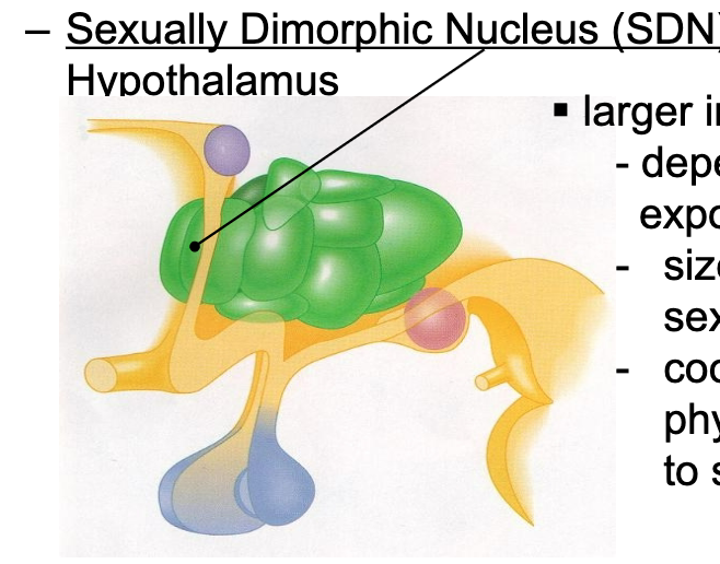 <p>SDN</p><p>larger in male rats</p><p>size depends on prenatal exposure to testosterone</p><p>size related to level of sexual activity</p><p>coordinates behavioral and physiological responses to sensory cues</p>