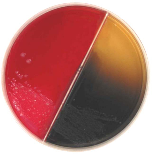 <p>Medium translucent colonies</p>