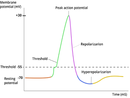 <ul><li><p>Resting potential = -70mV (normal polarized neuron state)</p></li><li><p>Stimulus opens gated Na⁺ channels → Na⁺ enters → depolarization begins</p></li><li><p>Graded potential = small, local change in membrane potential (Graph A)</p></li></ul><p></p>