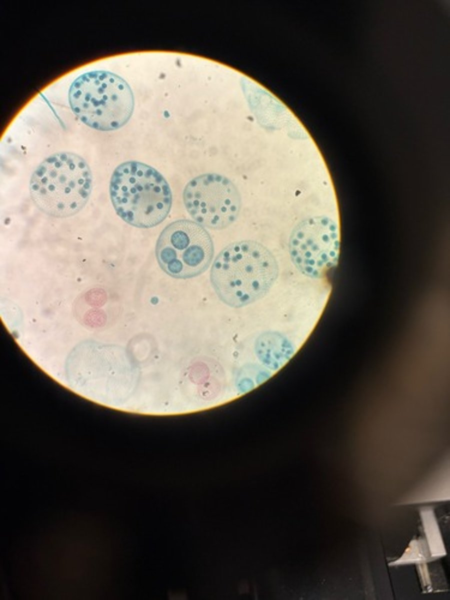 <p>Identify</p>
