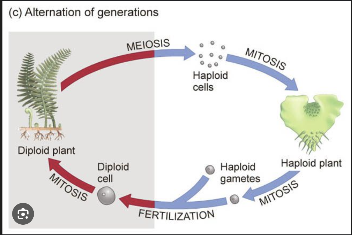 <p><strong>Gametophyte → gamete → fusion → sporophyte → spore → gametophyte</strong></p>