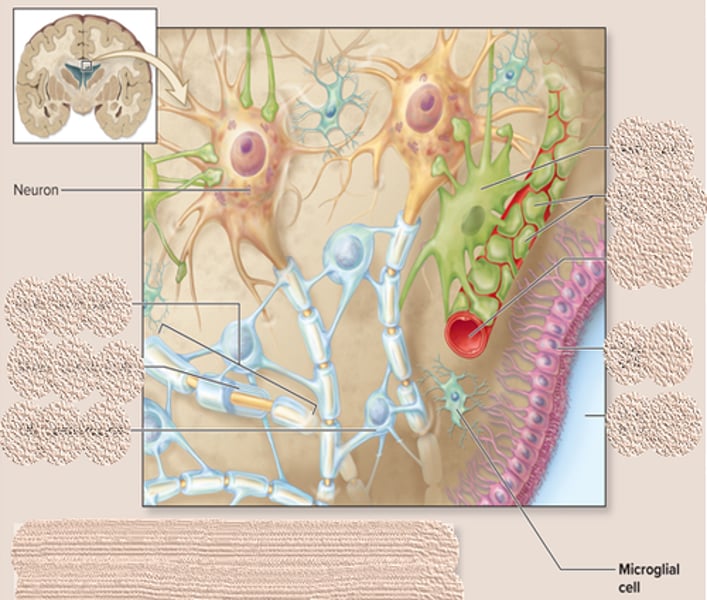 <p>-small cell that wander in the CNS and replicate during infection<br>-engulf infectious agent and remove debris</p>