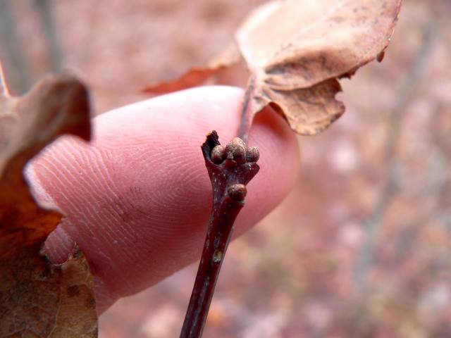 Blade: simple and arranged alternately on twigs. They are 7 to 9 lobed, 5 to 9 inches long with short petioles. The lobes are rounded without bristle tips
Reproductive: buds clustered at the tips, blunt to oval in shape and usually reddish brown to brown in color
Bark: light ashy gray, scaly or shallow furrowed, variable in appearance, often broken into small, narrow, rectangular blocks and scales