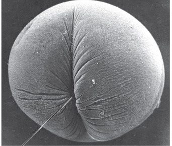 <p>Describe <strong>cytokinesis </strong>in an animal cell.</p>