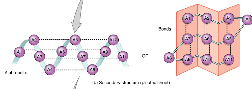 <p>regular repeated folding pattern; backbone hydrogen bonding interactions. Form when bonding occurs b/w amino acids w/ different properties at diff regions of polypeptide. Most common is spiral called alpha-helix. </p>