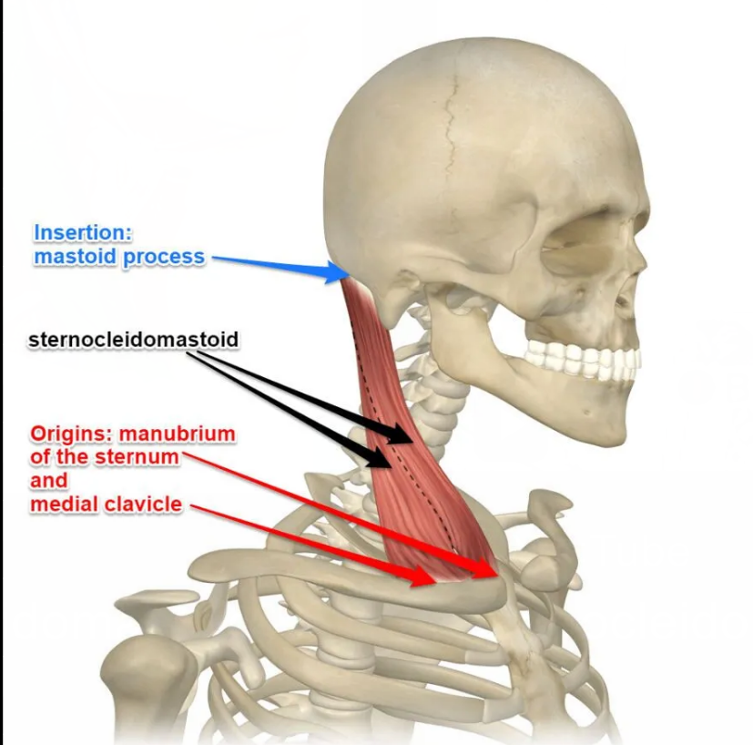 <p>Origin- Superior and lateral part of the sternum (bones that connect ribs) and medial portion of the clavicle (collar bone) </p><p></p><p>insertion - mastoid process of the temporal bone </p>
