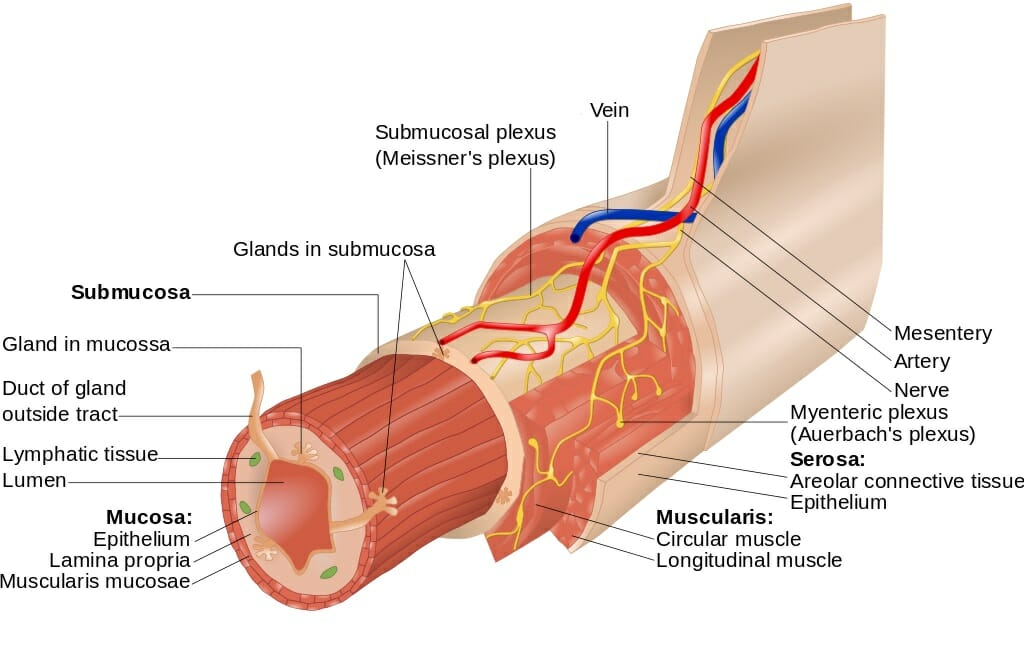 <p>in the lamina propria of mucosa<br></p>