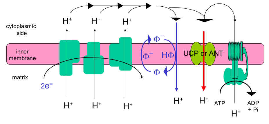<ul><li><p>Uncoupling by lipid soluble weak acid, <strong>uncoupling protein (UCP)</strong>, <strong>adenine nucleotide translocase</strong> promotes uncontrolled electron transport and hydrolysis of ATP</p></li><li><p><strong>ANT</strong> exchanges ADP and ATP across the IMM, gets ADP into mito and ATP out → can dissipate electrochemical gradient</p></li><li><p><strong>UCP</strong> also mediate leaks and dissipates proton gradient and generates heat</p></li><li><p>Weak acids (protonophors) can also penetrate the membrane and mediate leaks by carrying protons across membranes</p></li><li><p>More leaks → more electron flux → more pull on substrate/demand</p></li></ul>