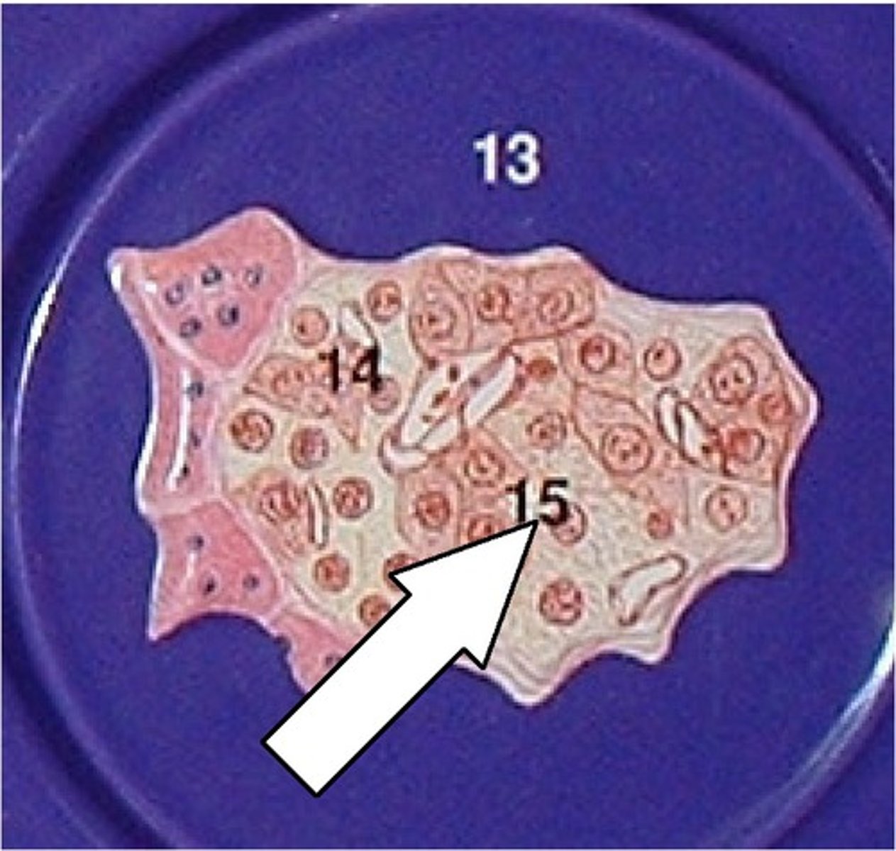 <p>A. Label B. Hormone made there</p>