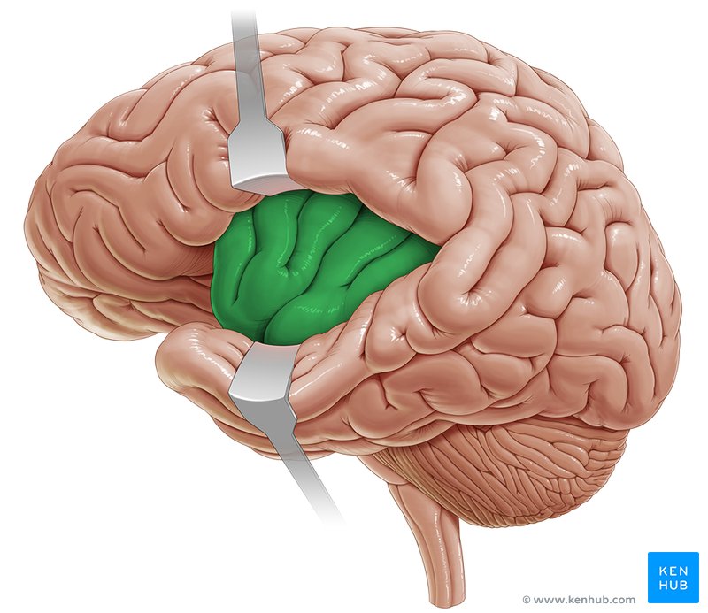 Insula 