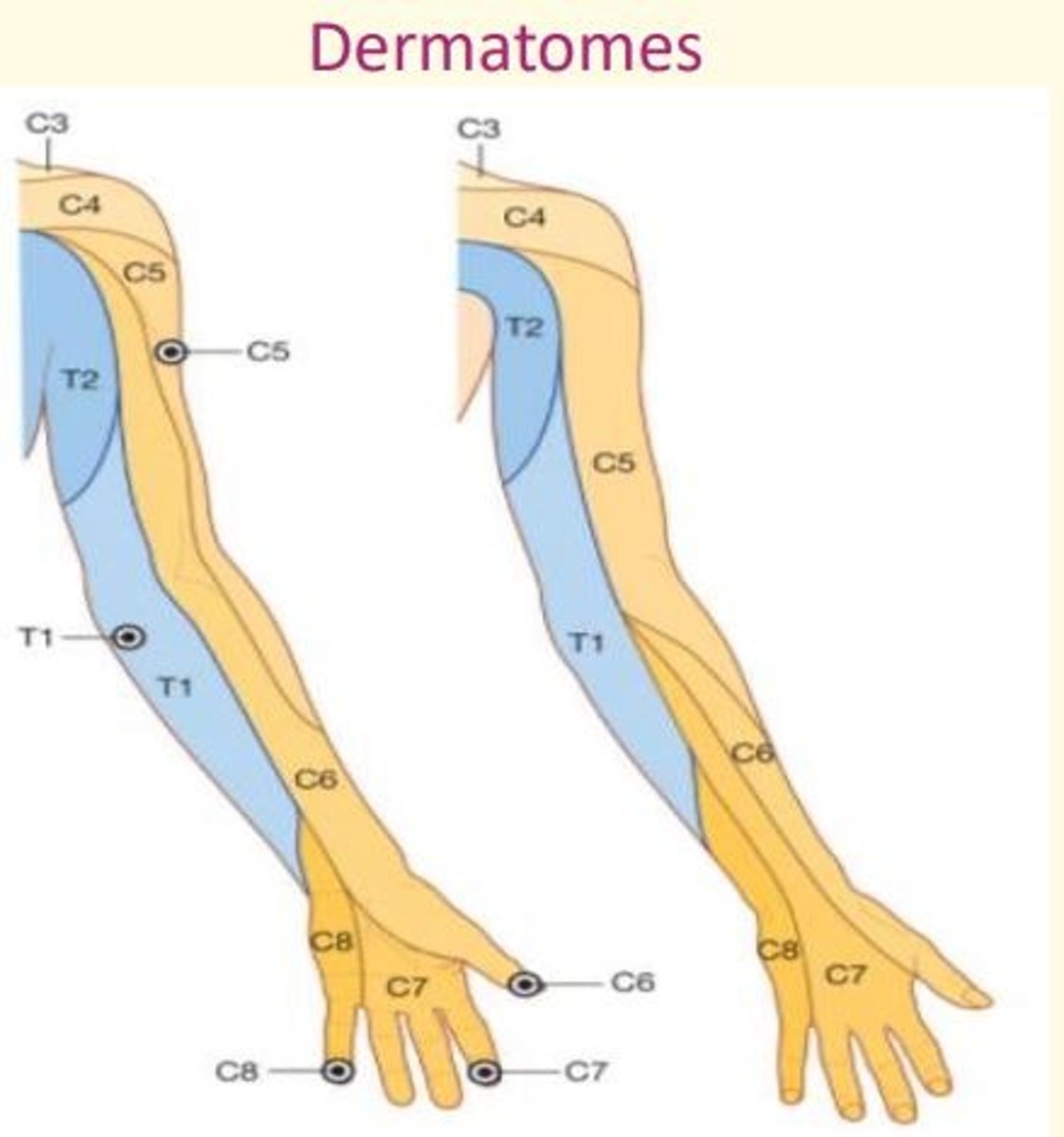 <p>Innervated by ventral rami from C5-T1</p>