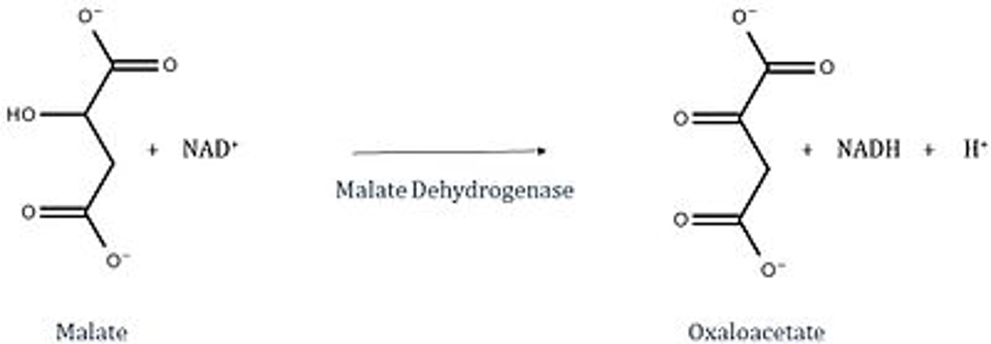 <p>Substrate → Product: Malate → Oxaloacetate</p><p>Enzyme: Malate dehydrogenase</p><p>Energy intermediates: NAD⁺ + 2H⁺ +2e⁻ → NADH + H⁺</p><p>Notes: Regenerates OAA to restart cycle.</p>