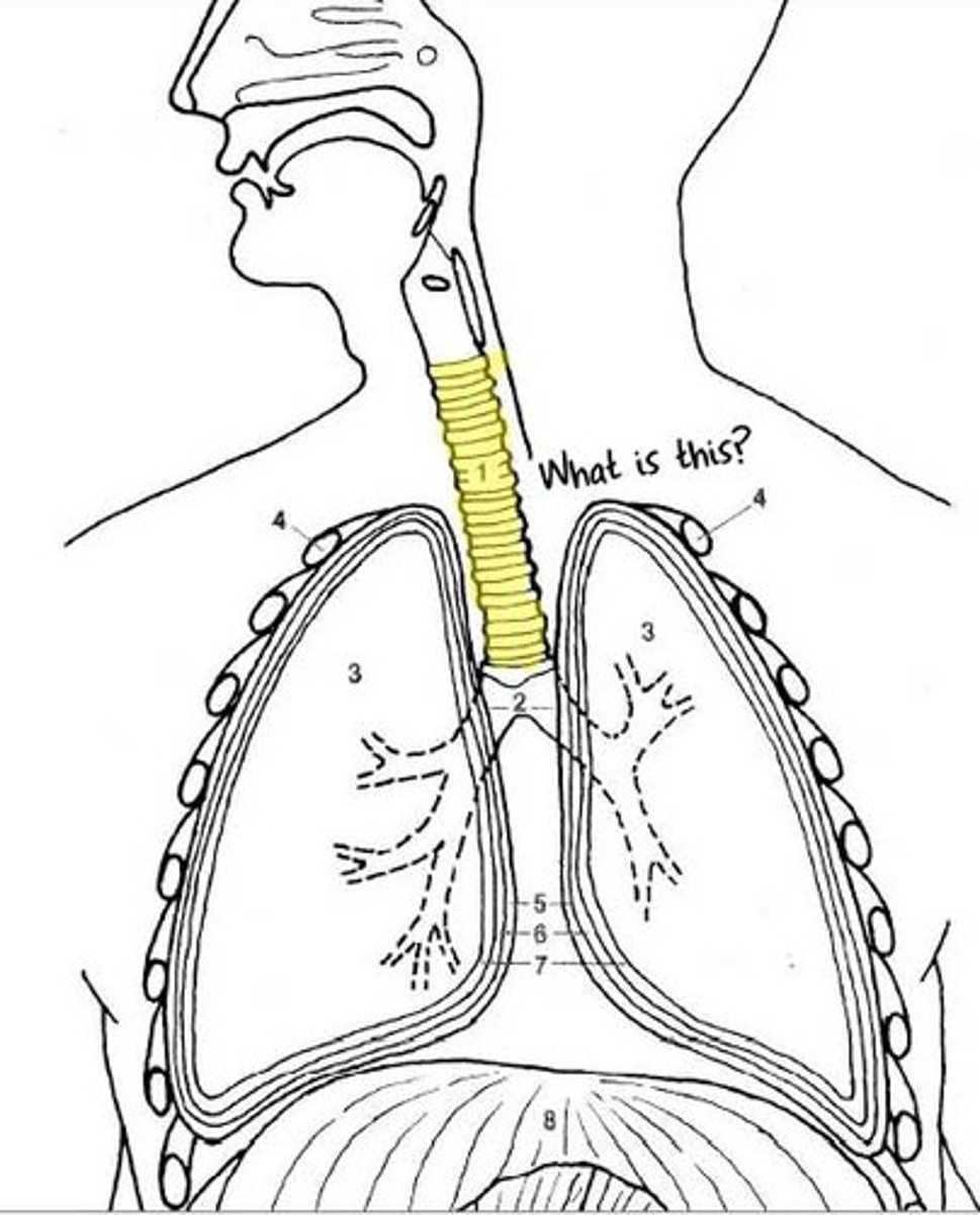 <p>10-12 inch flexible tube that carries air into chest cavity</p>