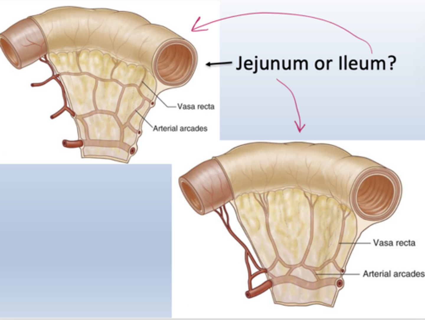 <p>Jejunum has long vasa recta and fewer arcades; ileum has short vasa recta and many arcades.</p>