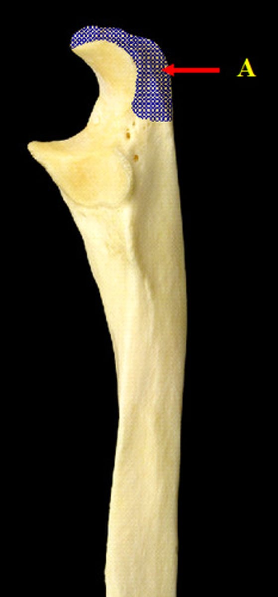 <p>located on the proximal end of the ulna, larger than and proximal to the coronoid process</p>