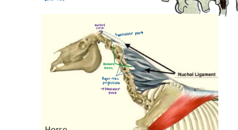 <p>Laminar </p>