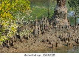 parts of the underground root system that grow up to surface level and begin growing up and out. Occurs when soil is too moist and roots are not getting enough oxygen