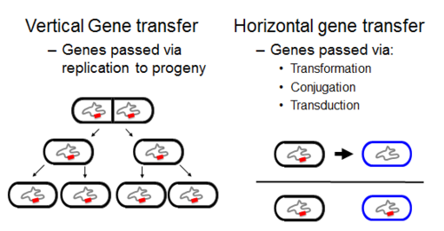 <p>Vertical gene transfer moves information from mother to daughter cells, in horizontal gene transfer a completely separate cell donates parts of its DNA to a recipient cell</p>