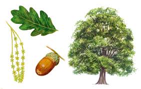 <p>very upright growth in popular cultivars</p><p>strong wooded</p><p>leaf looks like bur oak but is much smaller</p><p>elongated acorn</p>