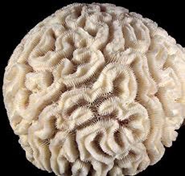 <p>-stony corals</p><p>-most abundant and important sessile cnidarians</p><p>-paleozoic corals were mostly solitary</p><p>-today: both solitary and colonial</p><p>-grow in tropical/semi-tropical conditions</p>