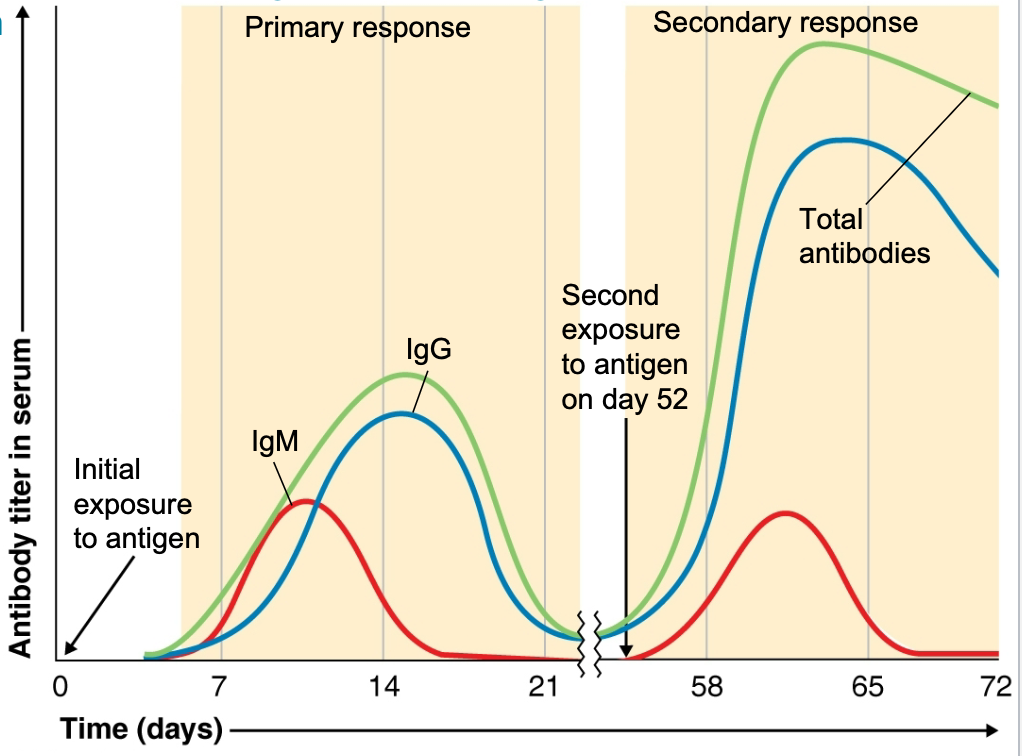 <p>where initial IgM response shifts to IgG, IgE or IgA occurs</p>