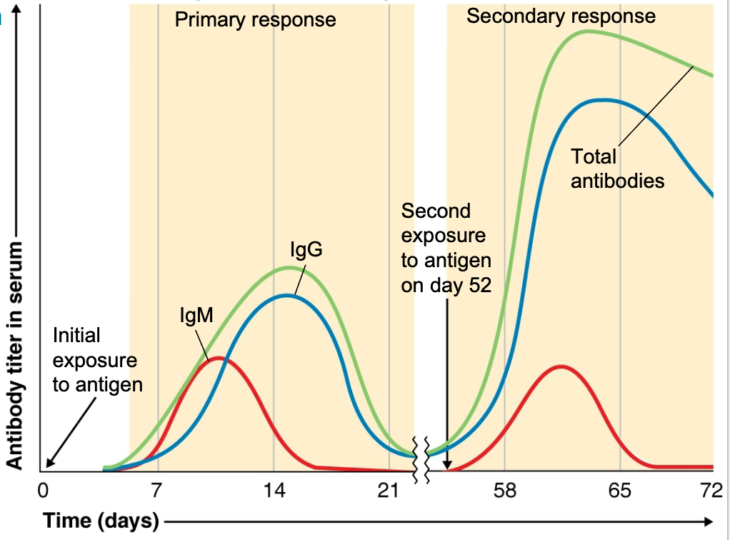 where initial IgM response shifts to IgG, IgE or IgA occurs